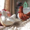 Hen Pillow Sewing Pattern | PDF Pattern & Photo Tutorial