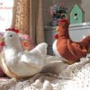 Hen Pillow Sewing Pattern | PDF Pattern & Photo Tutorial